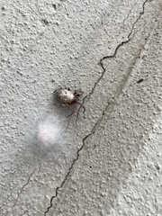 Larinioides cornutus