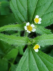 Galinsoga quadriradiata