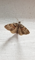 Xanthorhoe labradorensis