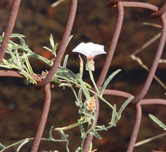 Convolvulus equitans