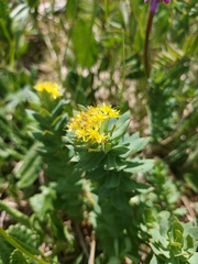 Rhodiola rosea