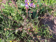 Senecio arenarius