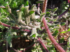 Senecio arenarius