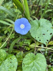 Ipomoea hederacea