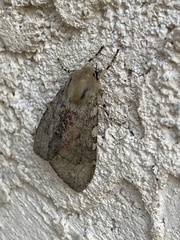 Pseudohemihyalea labecula