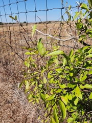 Sideroxylon lanuginosum