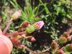 Senecio arenarius