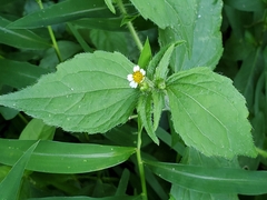 Galinsoga quadriradiata