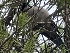 Cyanopica cooki