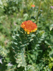 Rhodiola rosea