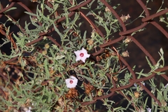 Convolvulus equitans