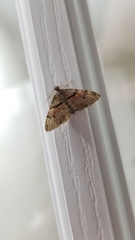 Xanthorhoe labradorensis