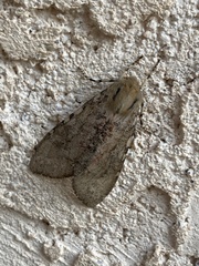 Pseudohemihyalea labecula