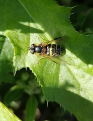 Dasysyrphus tricinctus