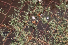 Convolvulus equitans