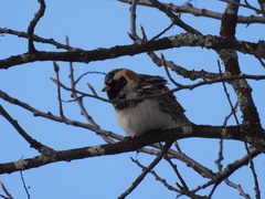 Calcarius lapponicus