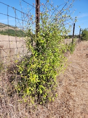 Sideroxylon lanuginosum
