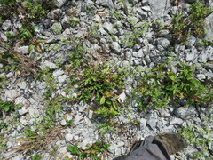 Penstemon tenuiflorus