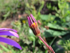 Senecio arenarius