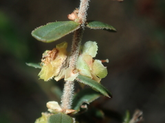 Hypocalymma