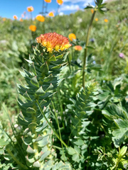 Rhodiola rosea