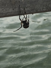 Larinioides sclopetarius
