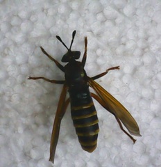 Mydidae