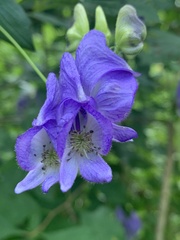 Aconitum uncinatum