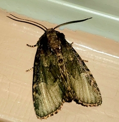 Phosphila turbulenta