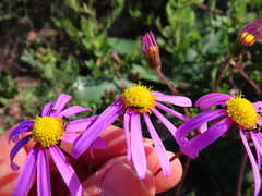 Senecio arenarius