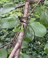 Pelecinus polyturator