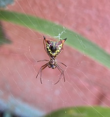 Micrathena sagittata