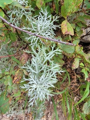 Artemisia michauxiana