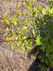 Sideroxylon lanuginosum