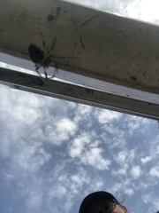 Larinioides sclopetarius