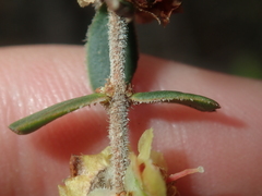 Hypocalymma