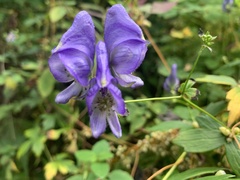 Aconitum uncinatum