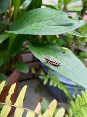 Pseudoxya diminuta