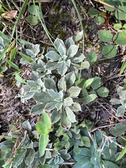 Antennaria