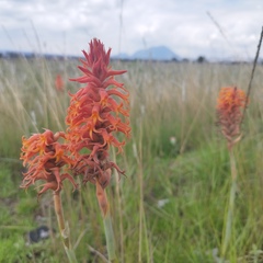 Dichromanthus cinnabarinus