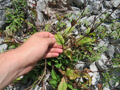 Penstemon tenuiflorus