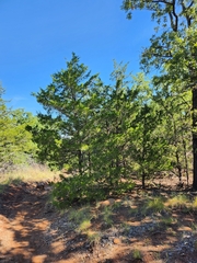 Juniperus virginiana