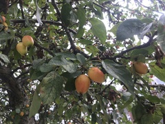 Malus sylvestris
