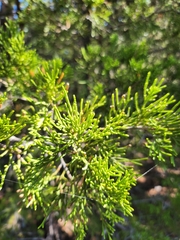 Juniperus virginiana