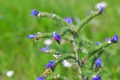 Echium vulgare