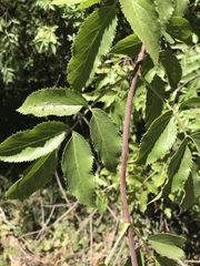 Sambucus cerulea
