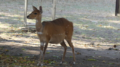 Tragelaphus sylvaticus sylvaticus