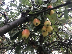 Malus sylvestris