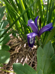 Iris ruthenica