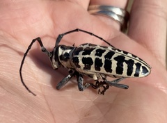 Plectrodera scalator